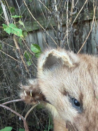 Pine Marten Soft Mount