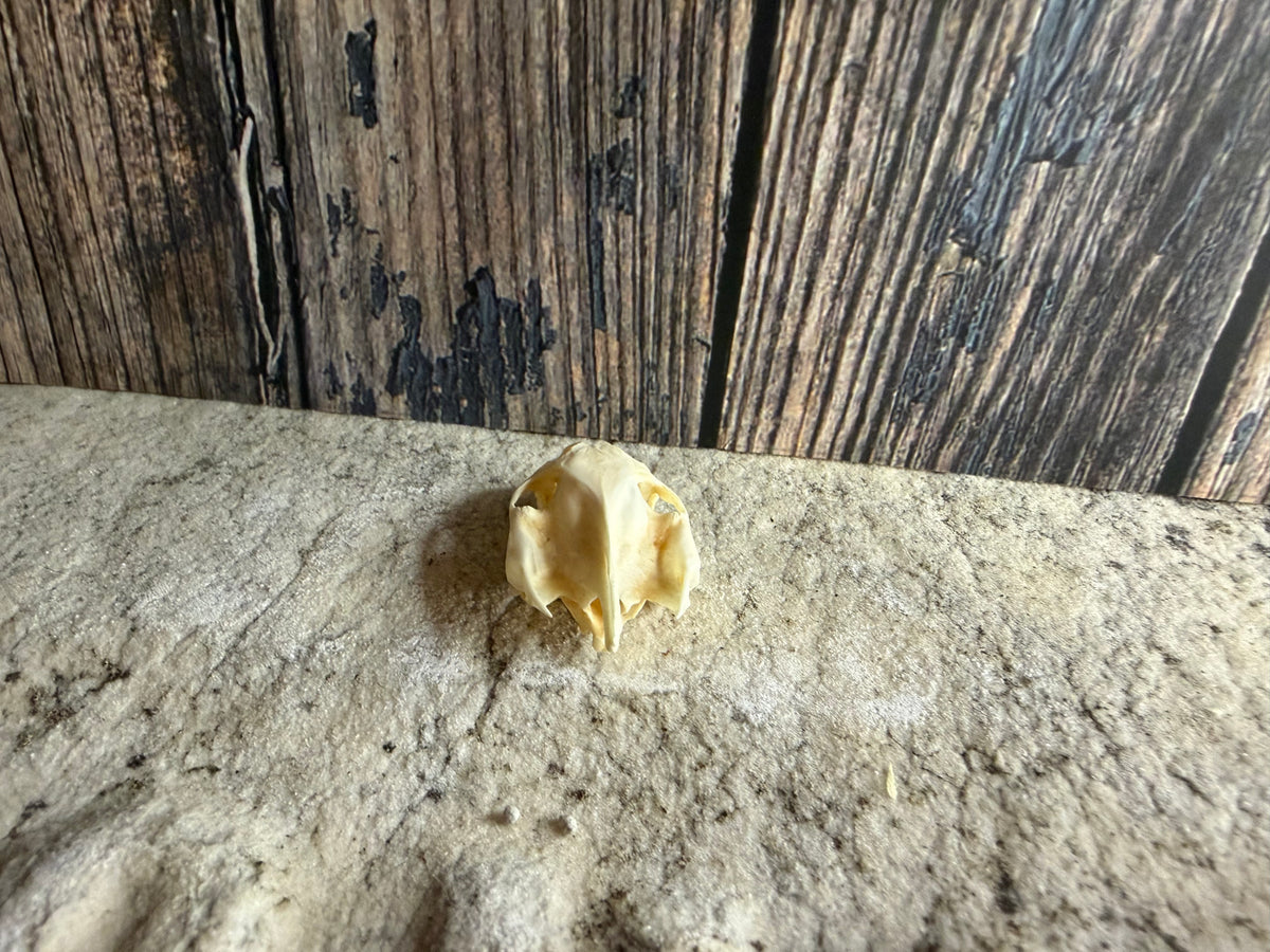 Turtle Skull (Sm)