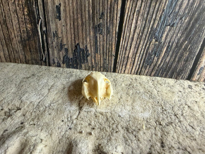 Turtle Skull (Sm)