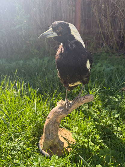 Australian Magpie Taxidermy