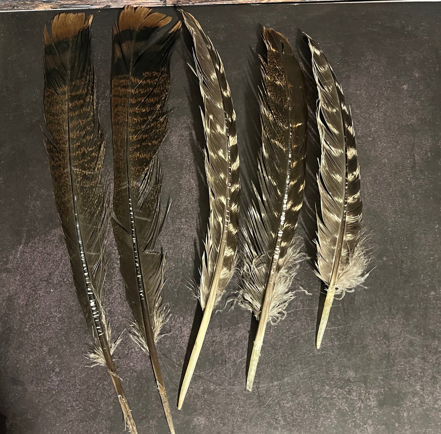 Craft Grade Wild Turkey Feather