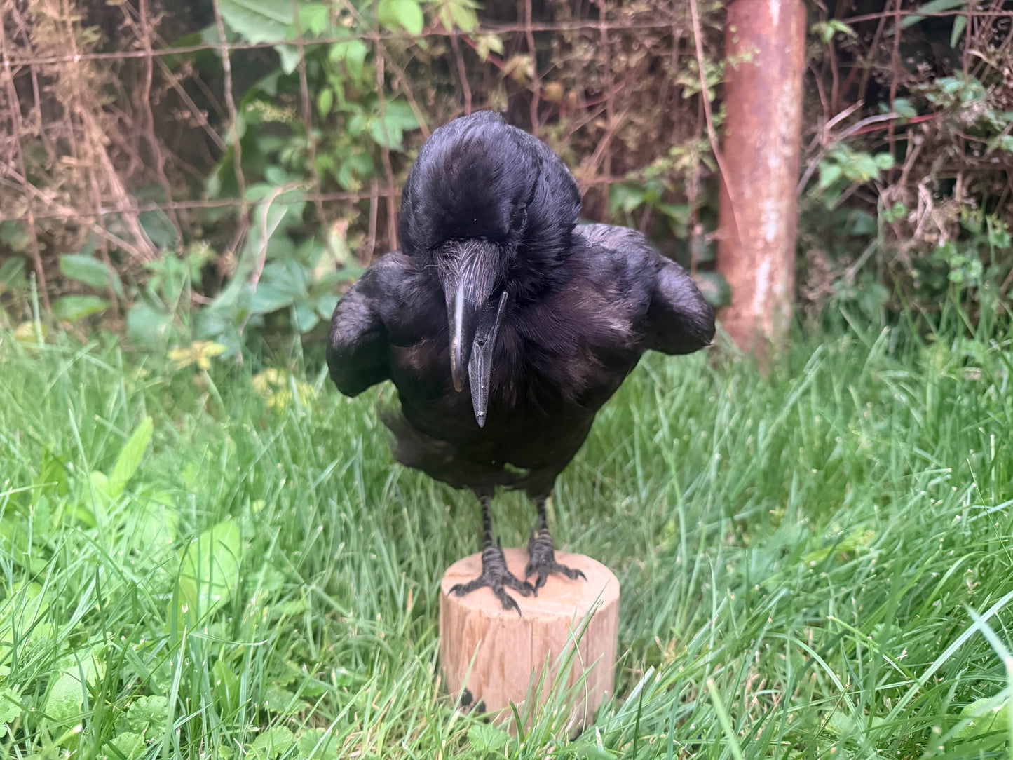 Carrion Crow Taxidermy Mount (D)