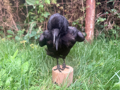 Carrion Crow Taxidermy Mount (D)