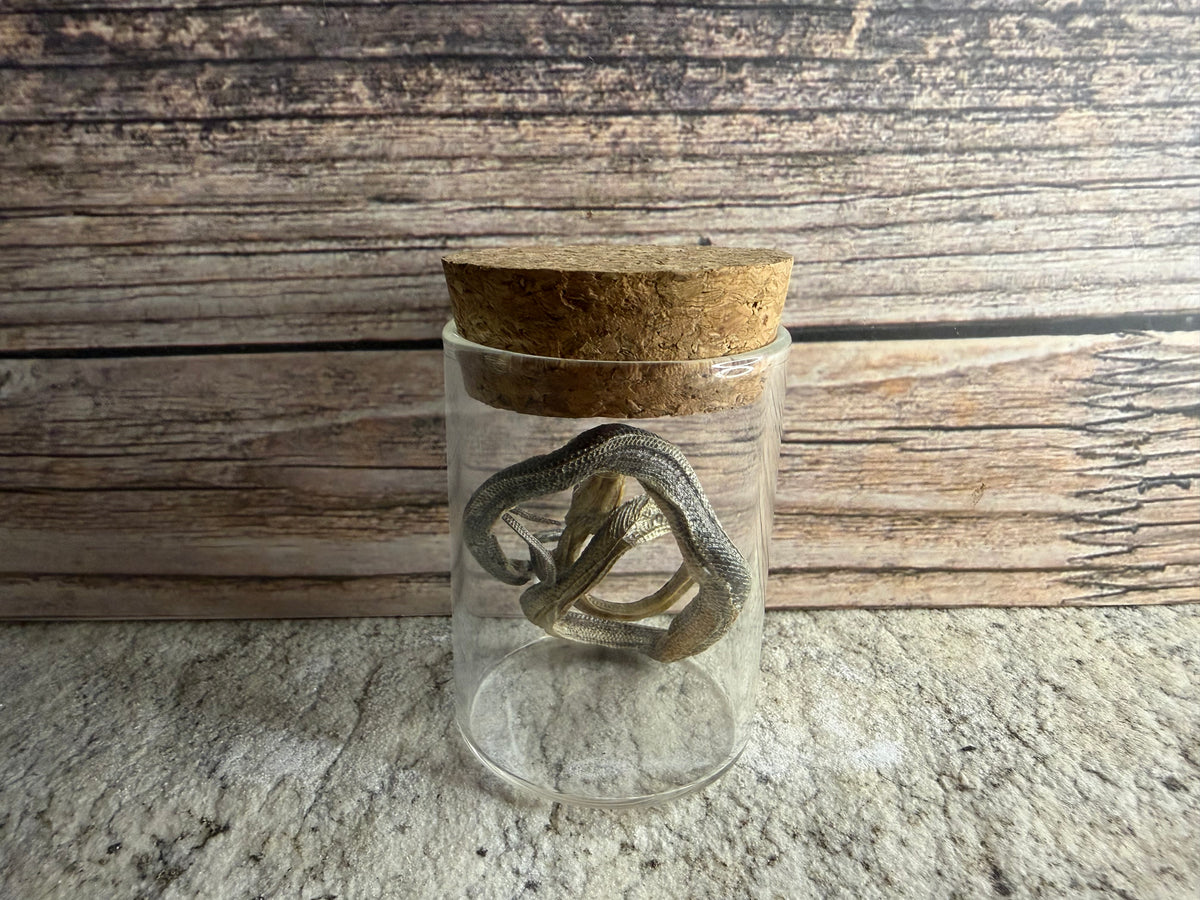 Dry Preserved Snake