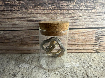Dry Preserved Snake