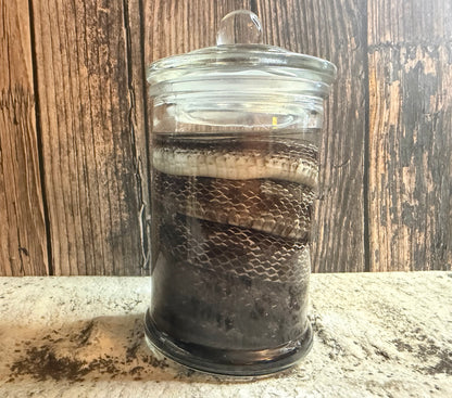 Eastern Rat Snake Wet Specimen