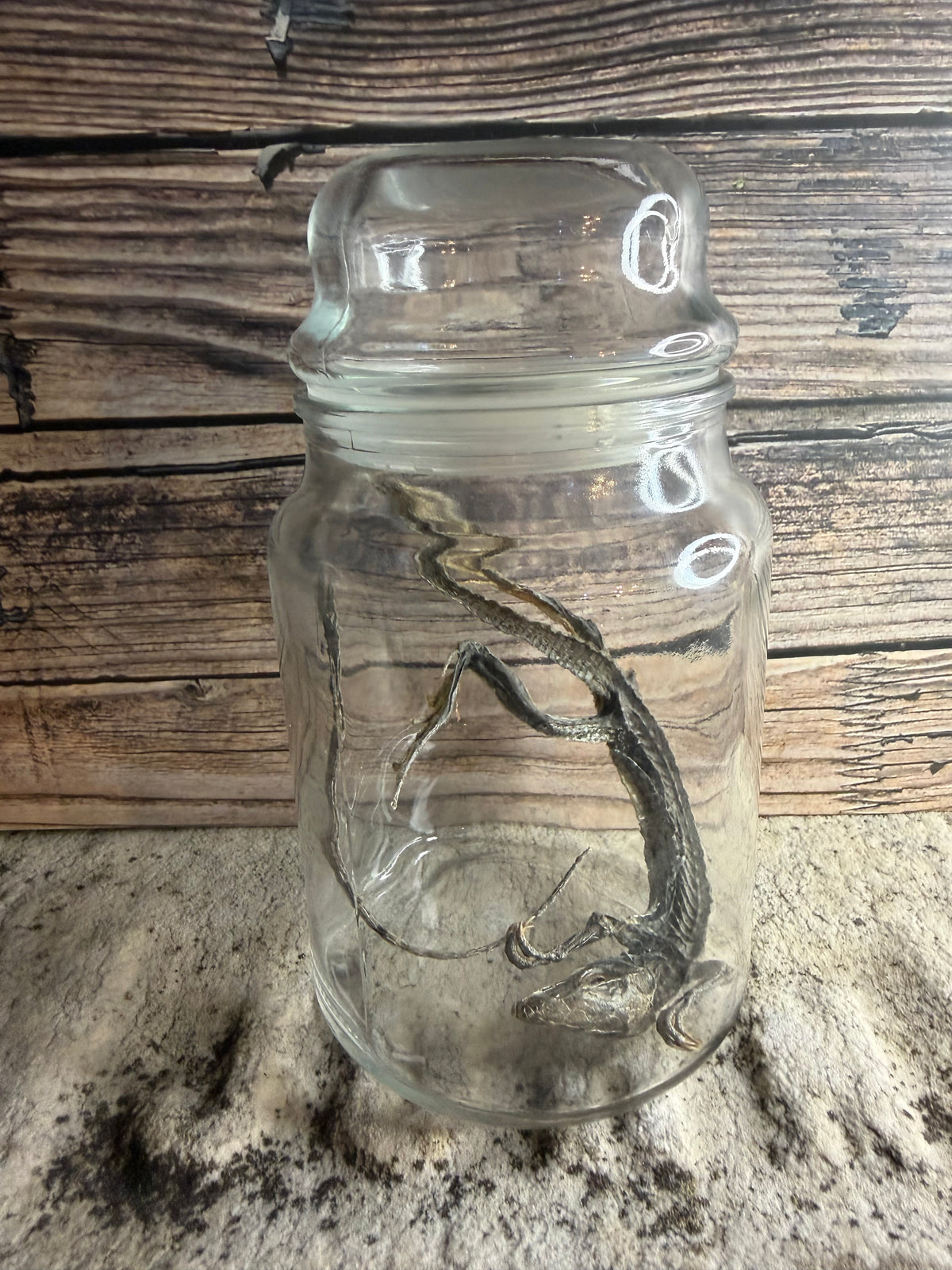 Dry Preserved Lizard