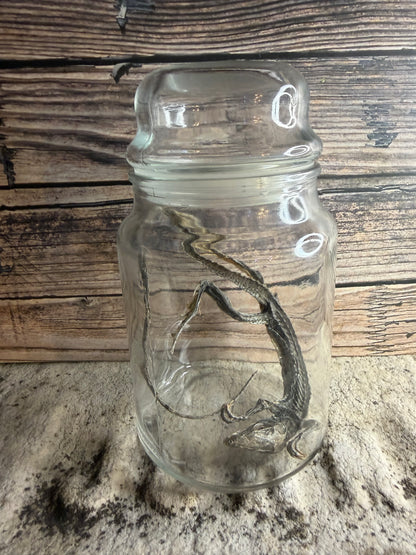 Dry Preserved Lizard