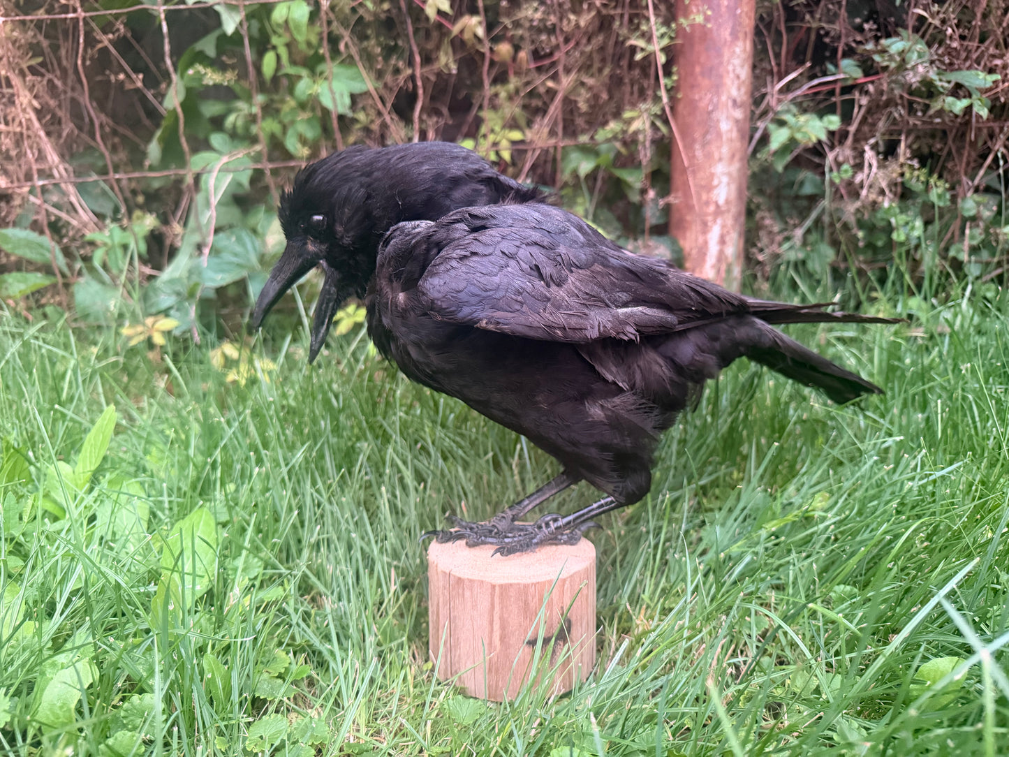 Carrion Crow Taxidermy Mount (D)