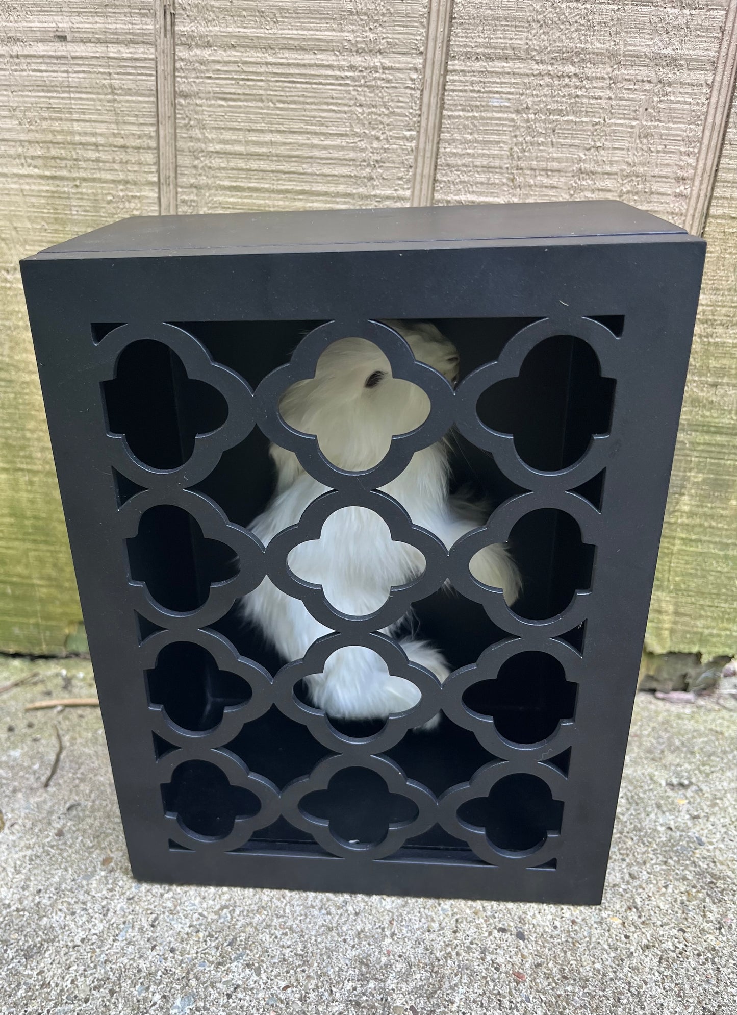 Reliquary Style Mummified Angora Bunny Display