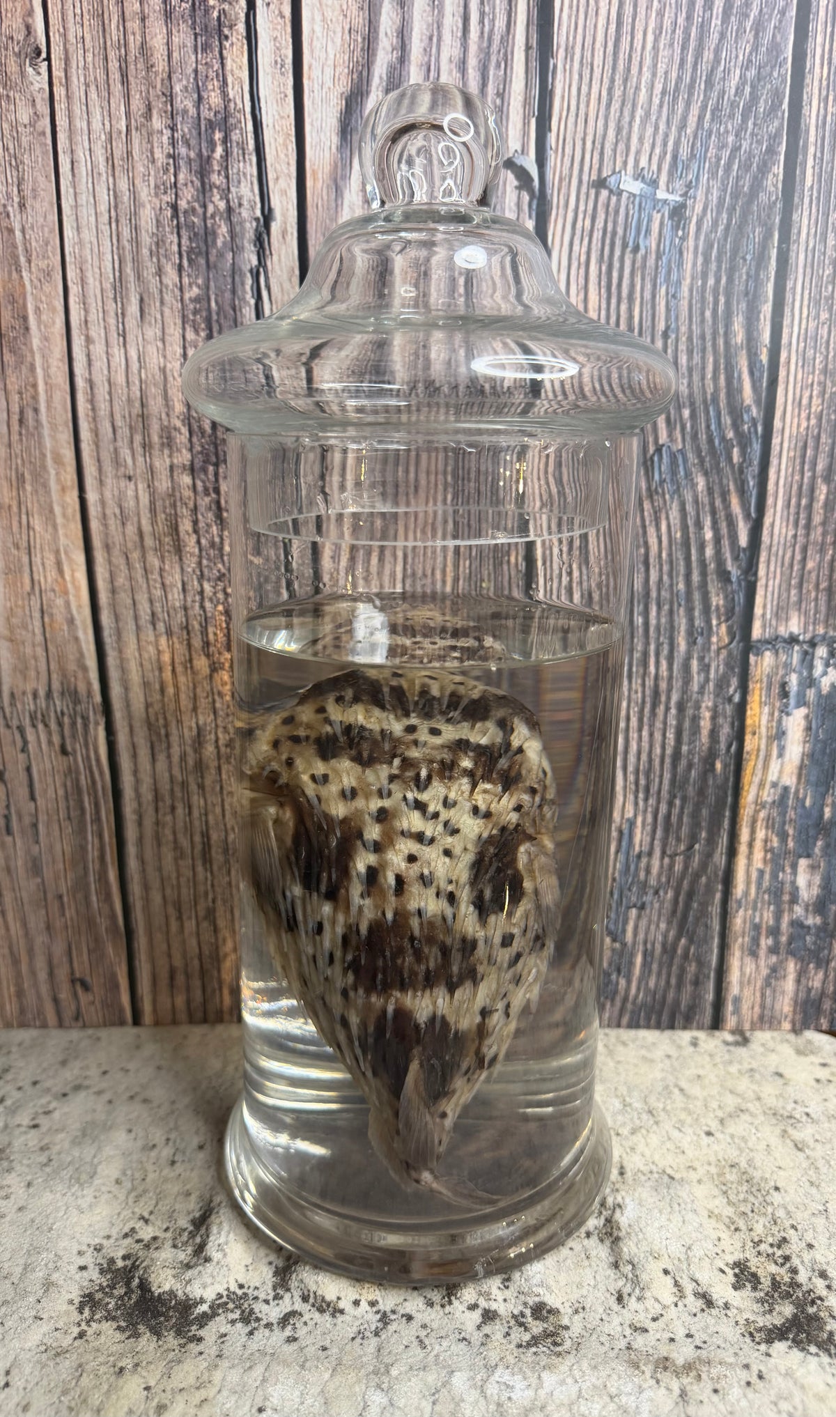 Pufferfish Wet Specimen