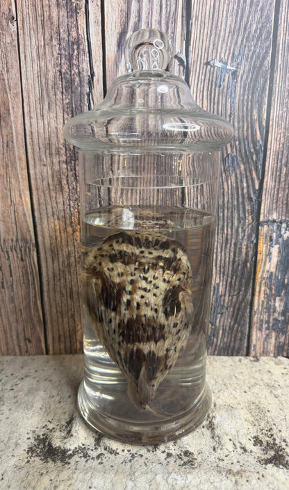 Pufferfish Wet Specimen