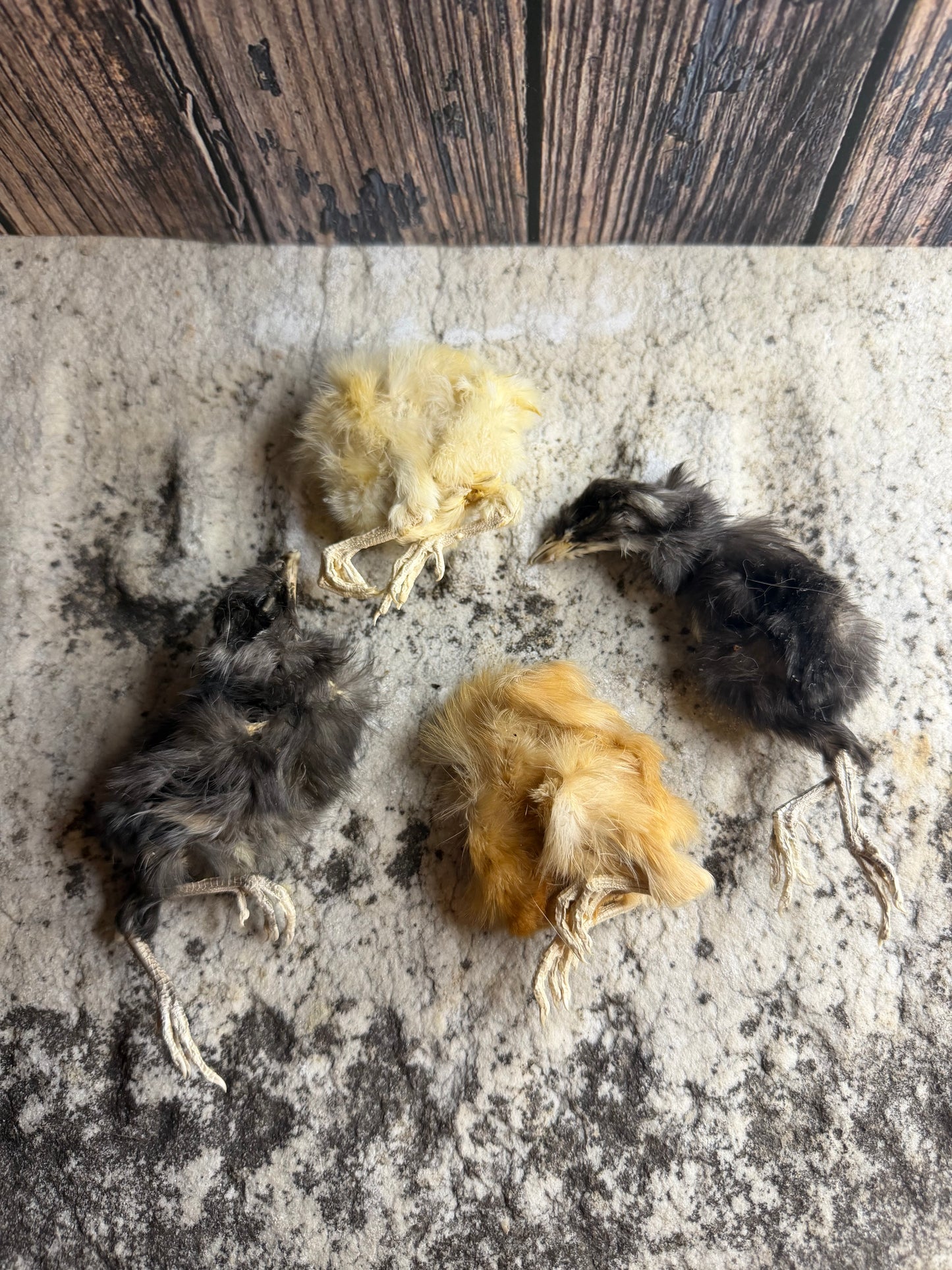 Wholesale (On Demand): Mummified Domestic Chicks