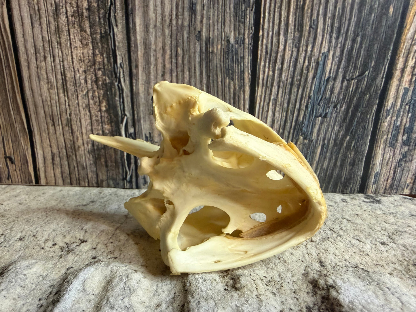 Snapping Turtle Skull (#2)
