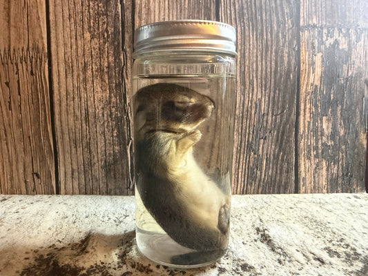 Baby Wild Rabbit Wet Specimen (#3)