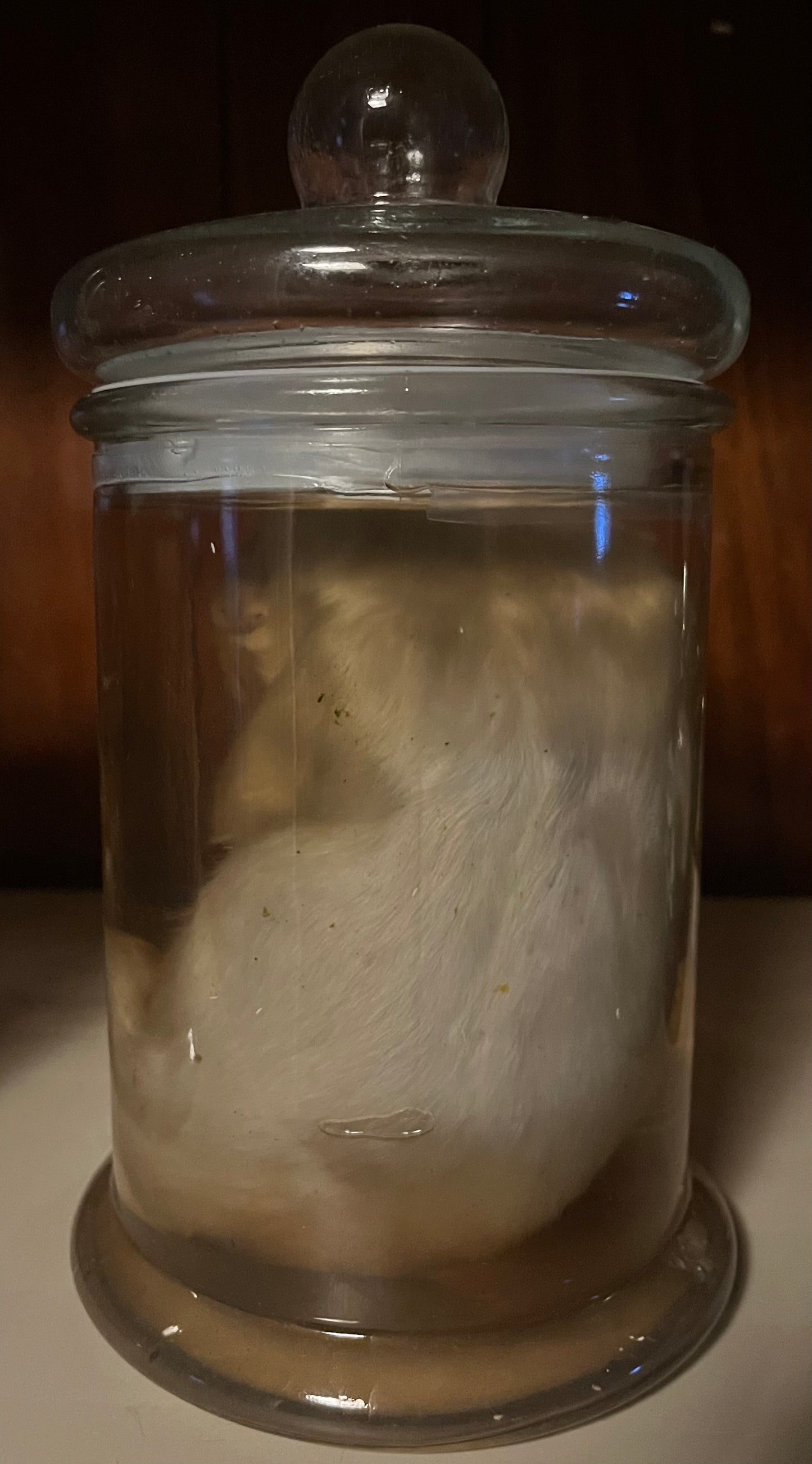 Great Pyrenees Stillborn Puppy Wet Specimen (Right)