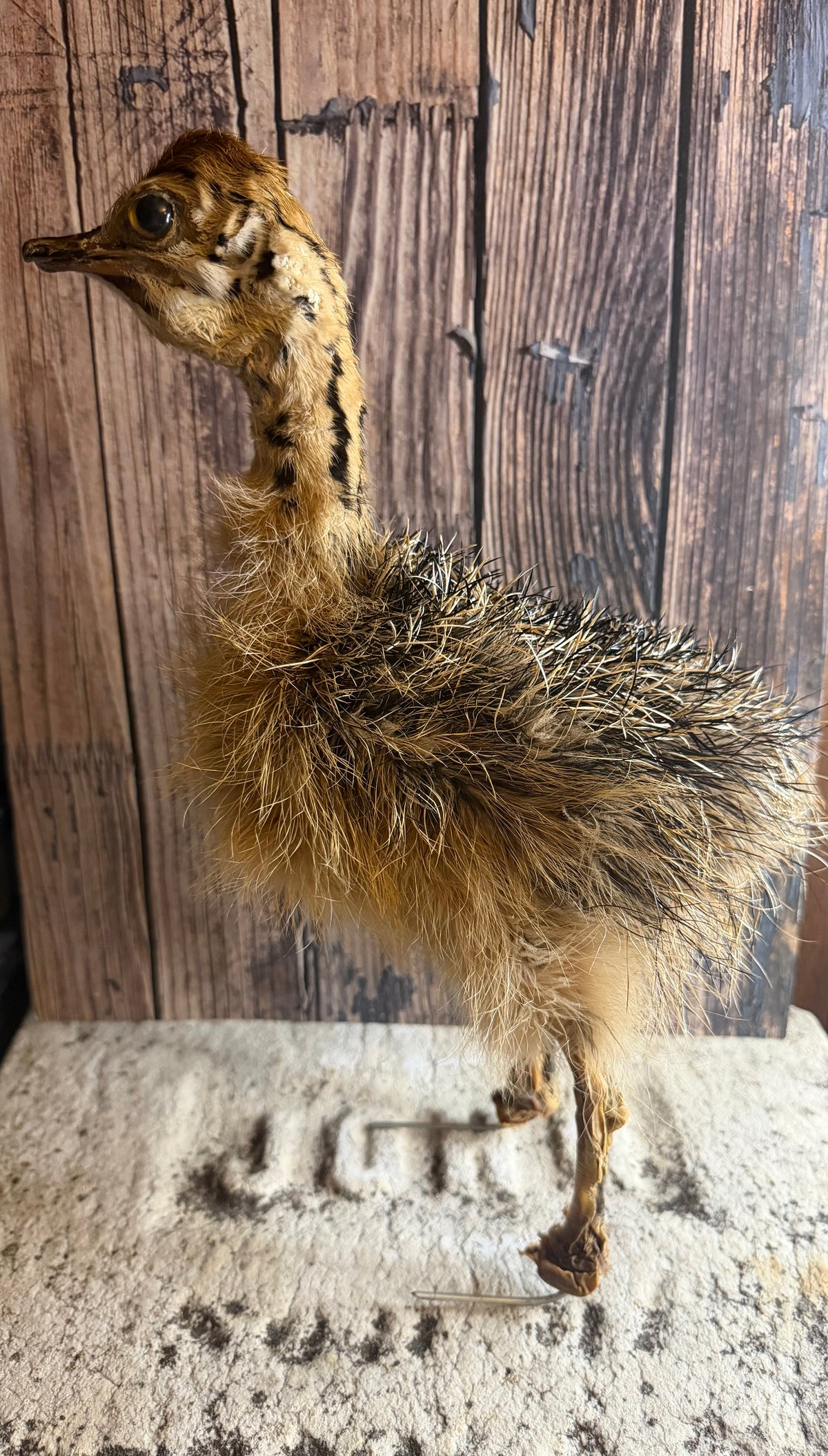 Taxidermy Ostrich Chick