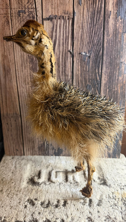 Taxidermy Ostrich Chick