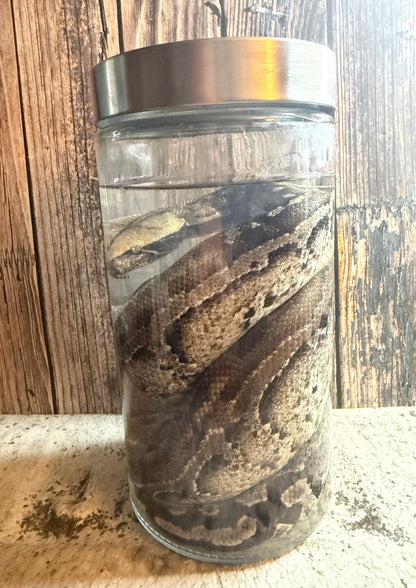 Blood Python Wet Specimen