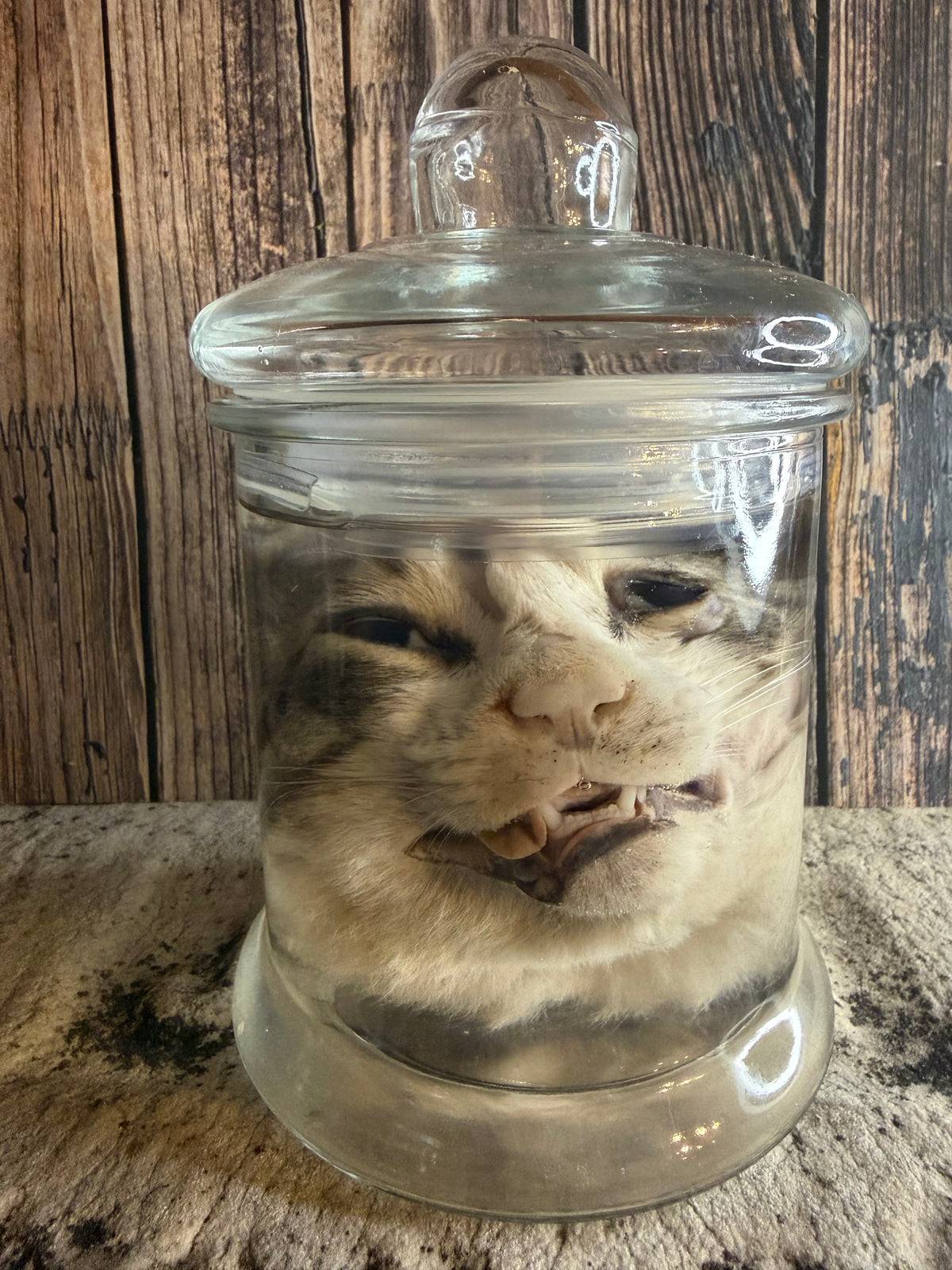 Tom Cat Head Wet Specimen