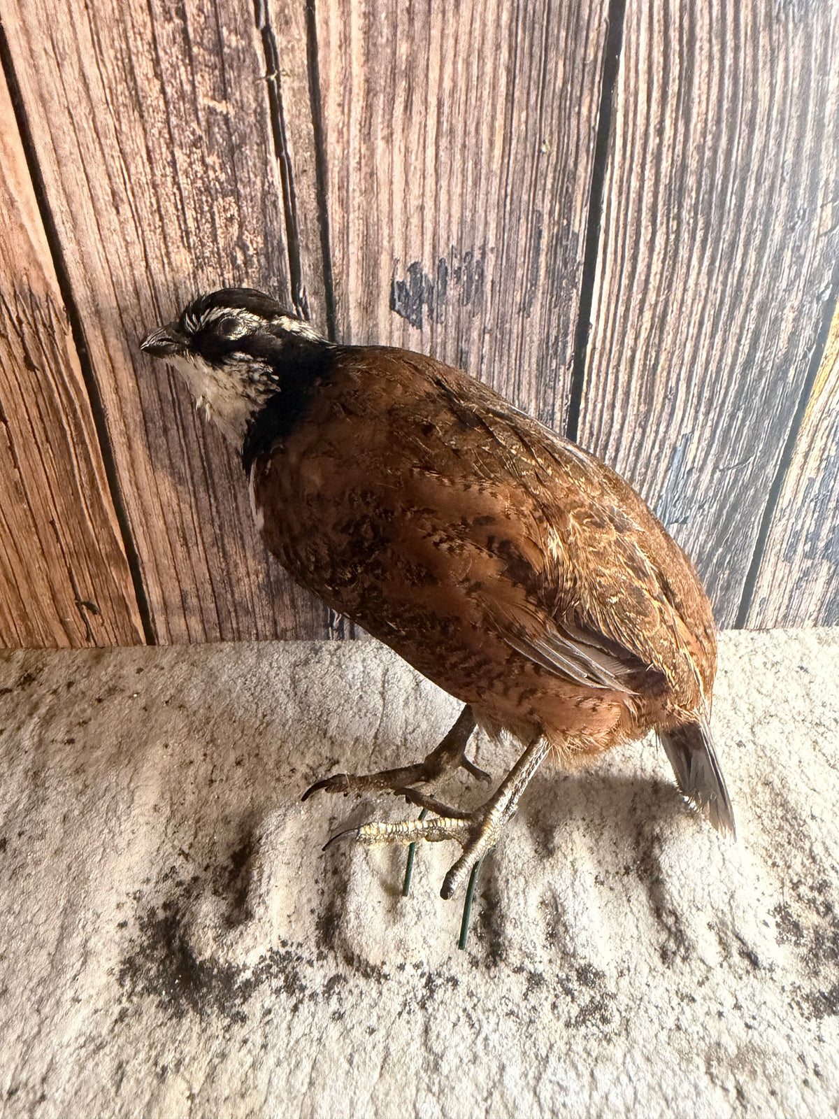Male Bobwhite Quail Taxidermy (Unmounted)