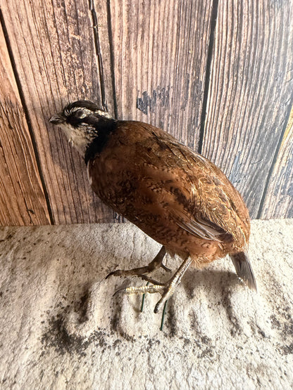 Male Bobwhite Quail Taxidermy (Unmounted)