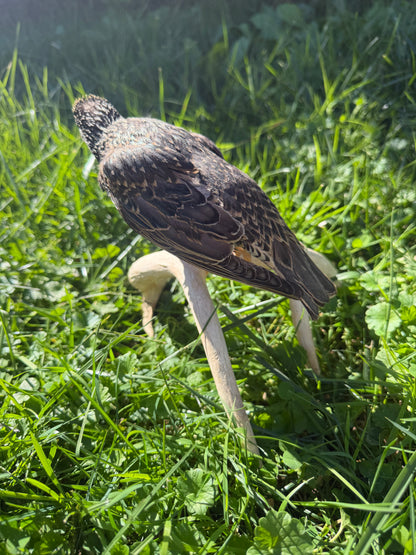 European Starling on Antler Taxidermy