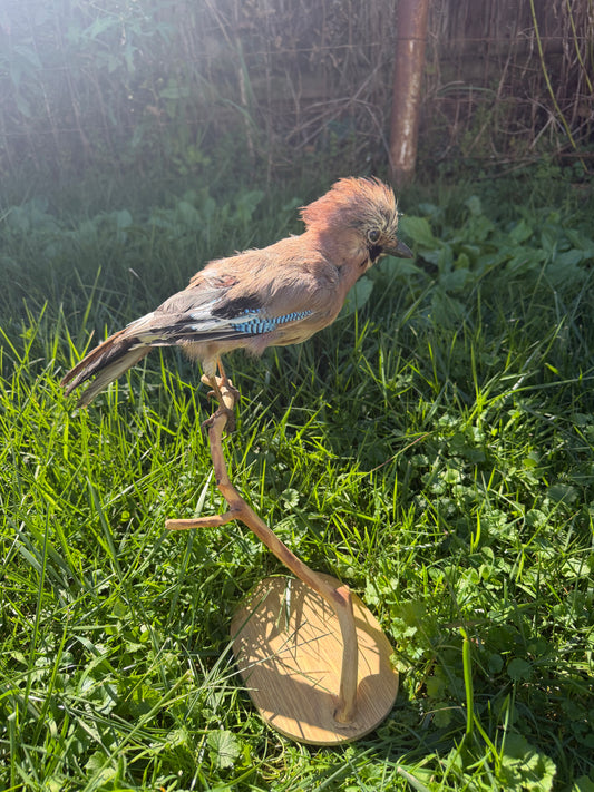 Vintage Eurasian Jay Taxidermy