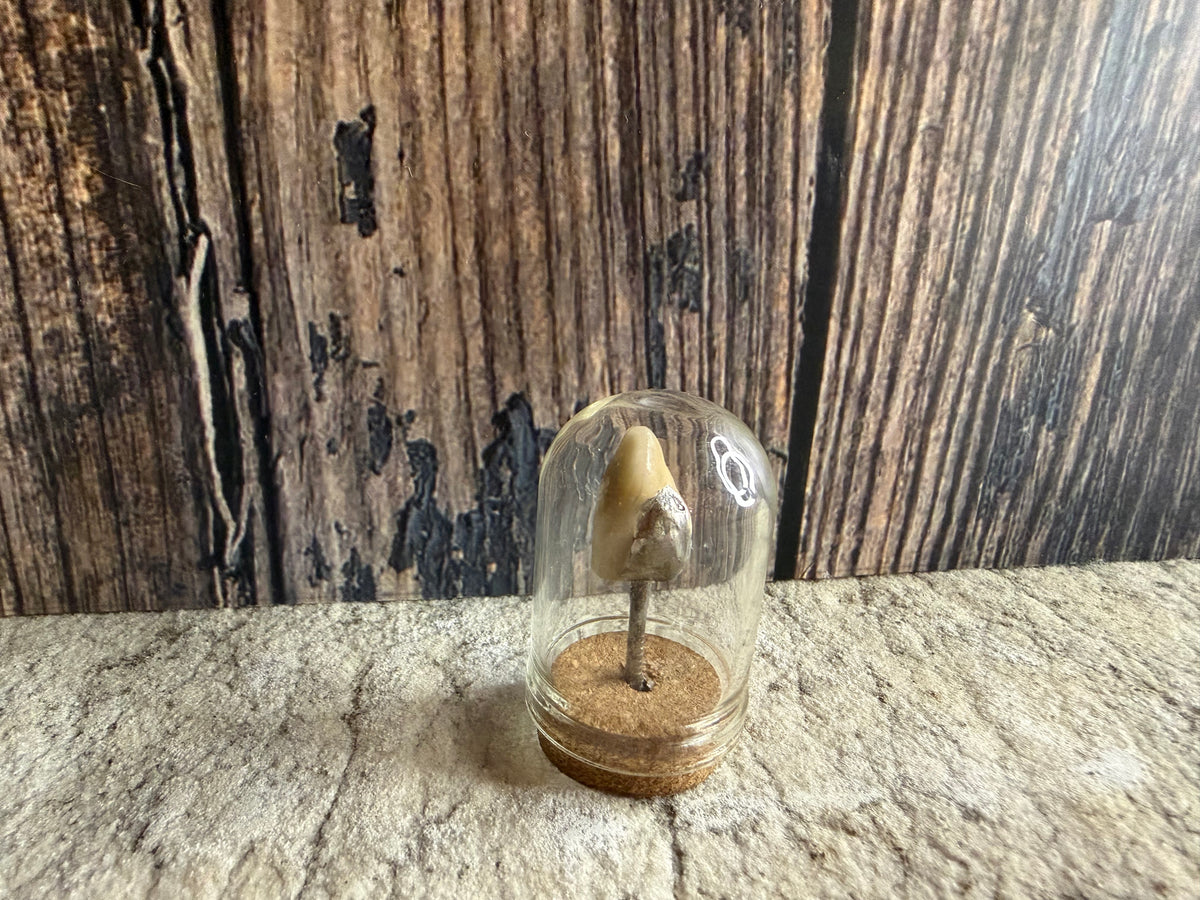 Human Tooth w/ Silver Filling Dome