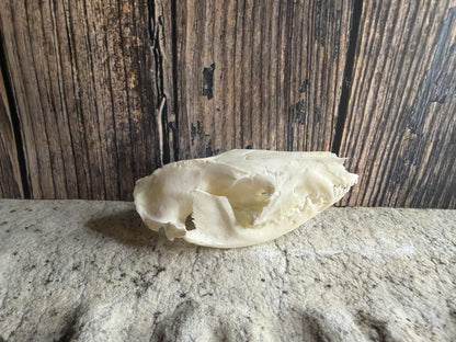 Tiny Virginia Opossum Skull
