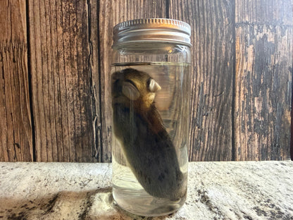 Baby Wild Rabbit Wet Specimen (#1)