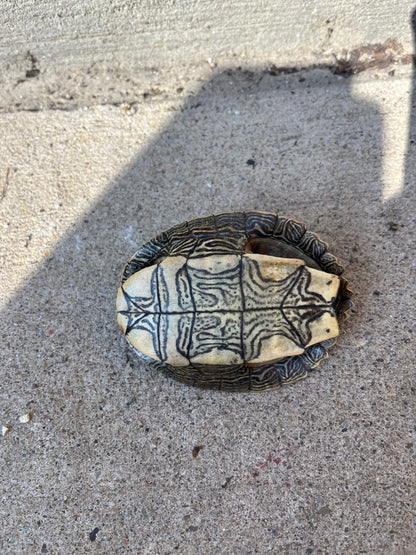 Map Turtle Shell