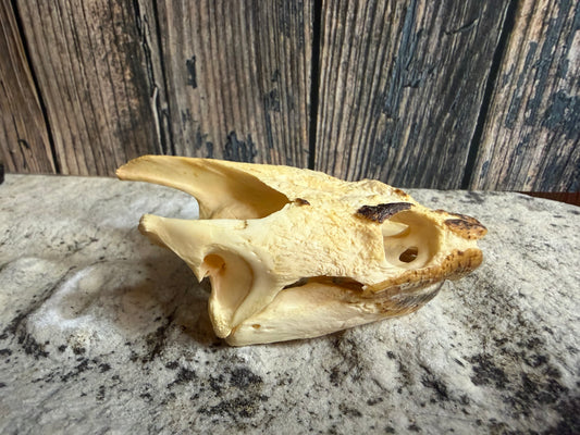 Snapping Turtle Skull (#1)