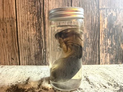 Baby Wild Rabbit Wet Specimen (#3)