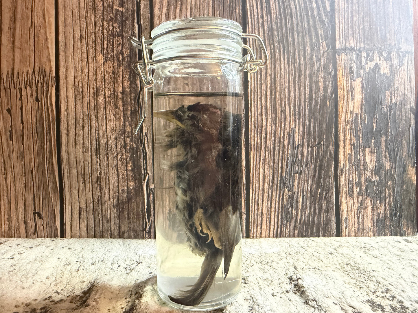 Fledgling House Sparrow Wet Specimen (#1)