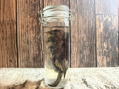 Fledgling House Sparrow Wet Specimen (#1)