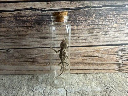 Dry Preserved Bearded Dragon