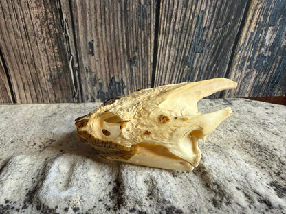 Snapping Turtle Skull (#1)