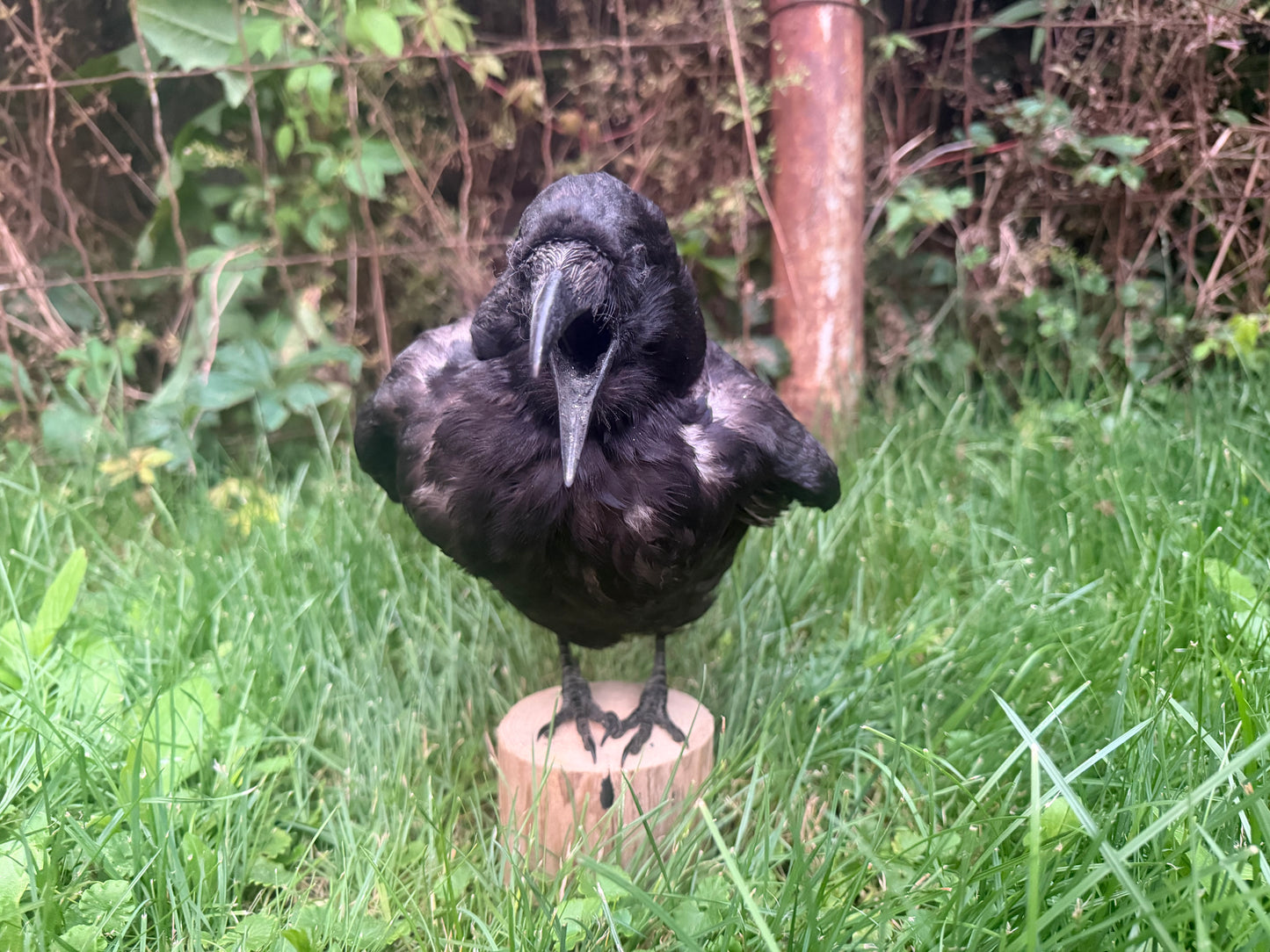 Carrion Crow Taxidermy Mount