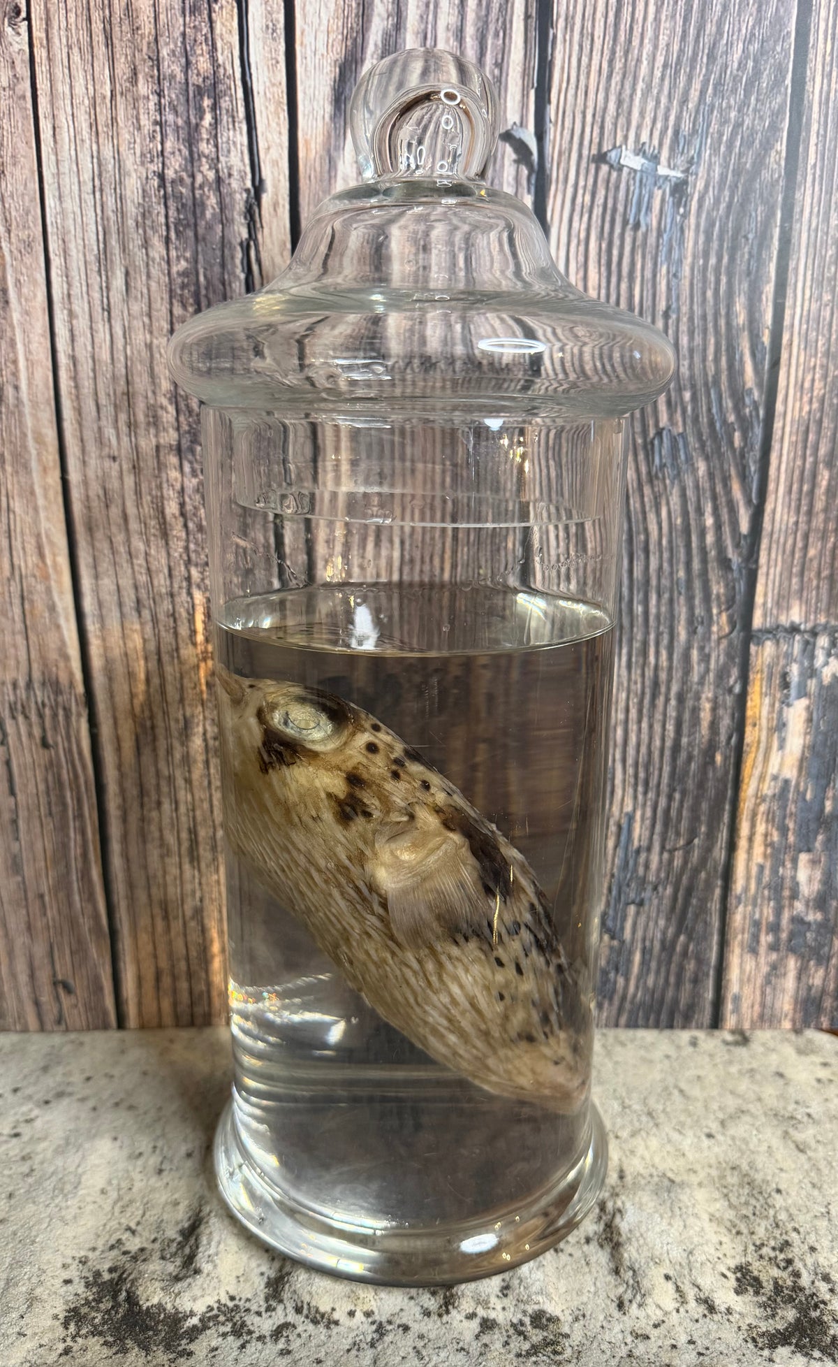 Pufferfish Wet Specimen