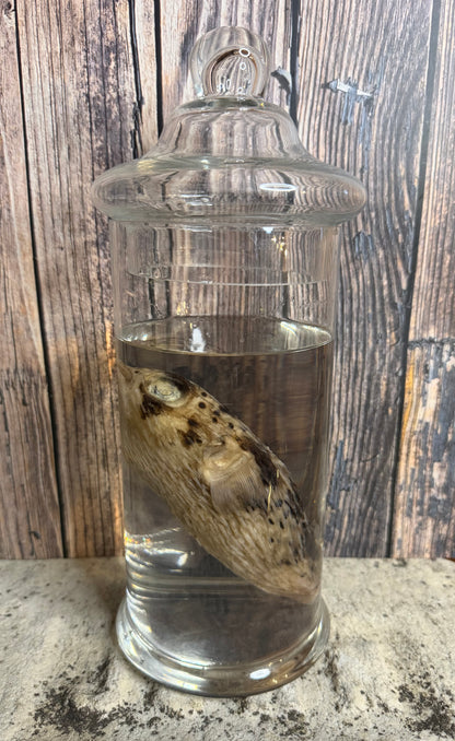 Pufferfish Wet Specimen