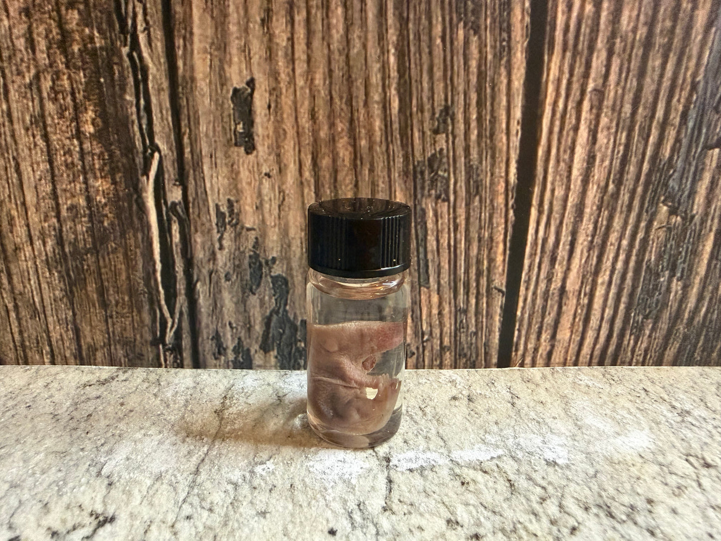 Pinky Mouse Wet Specimen Vial