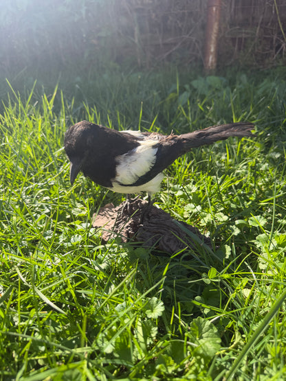 Eurasian Magpie Taxidermy