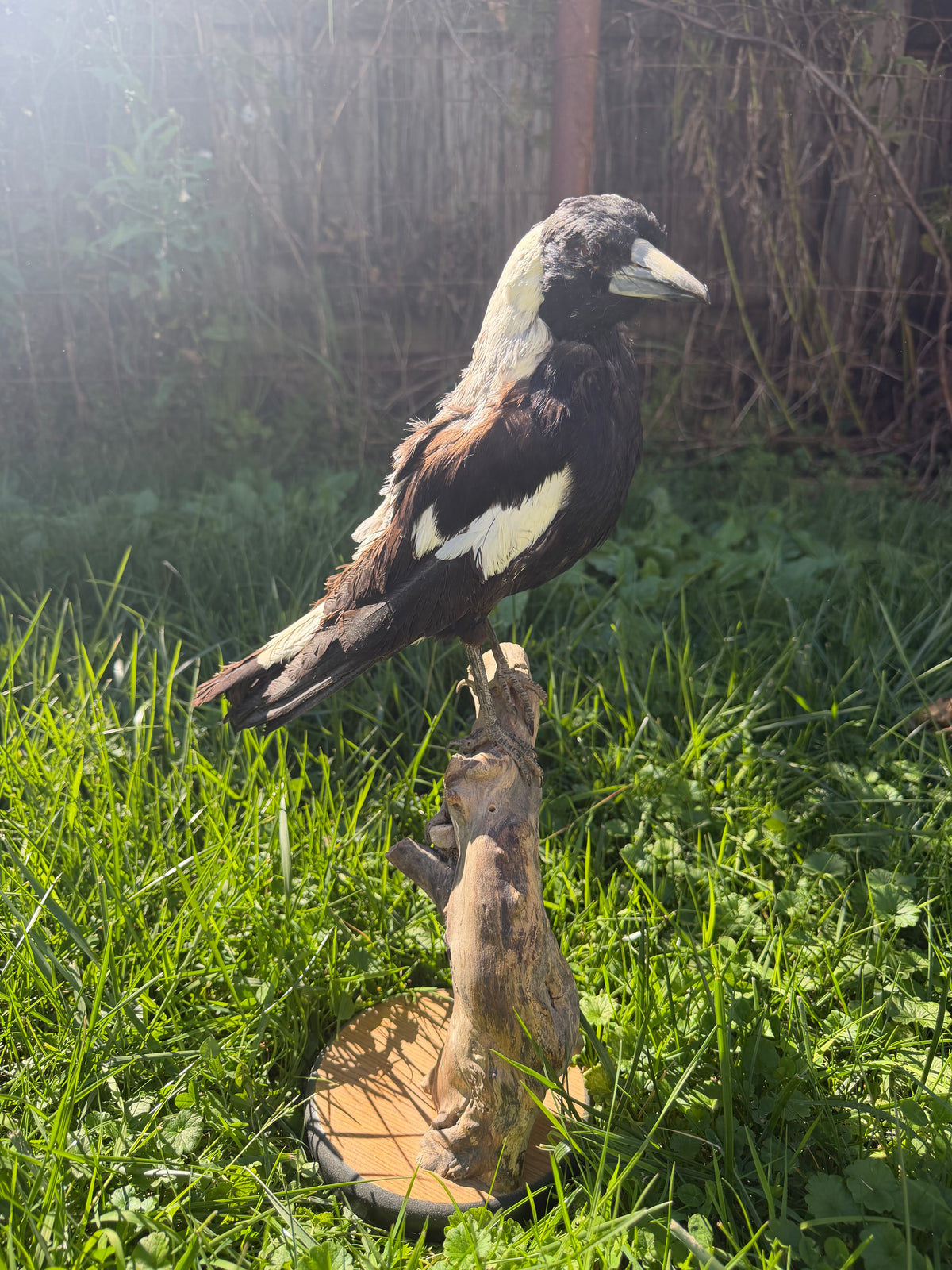 Australian Magpie Taxidermy