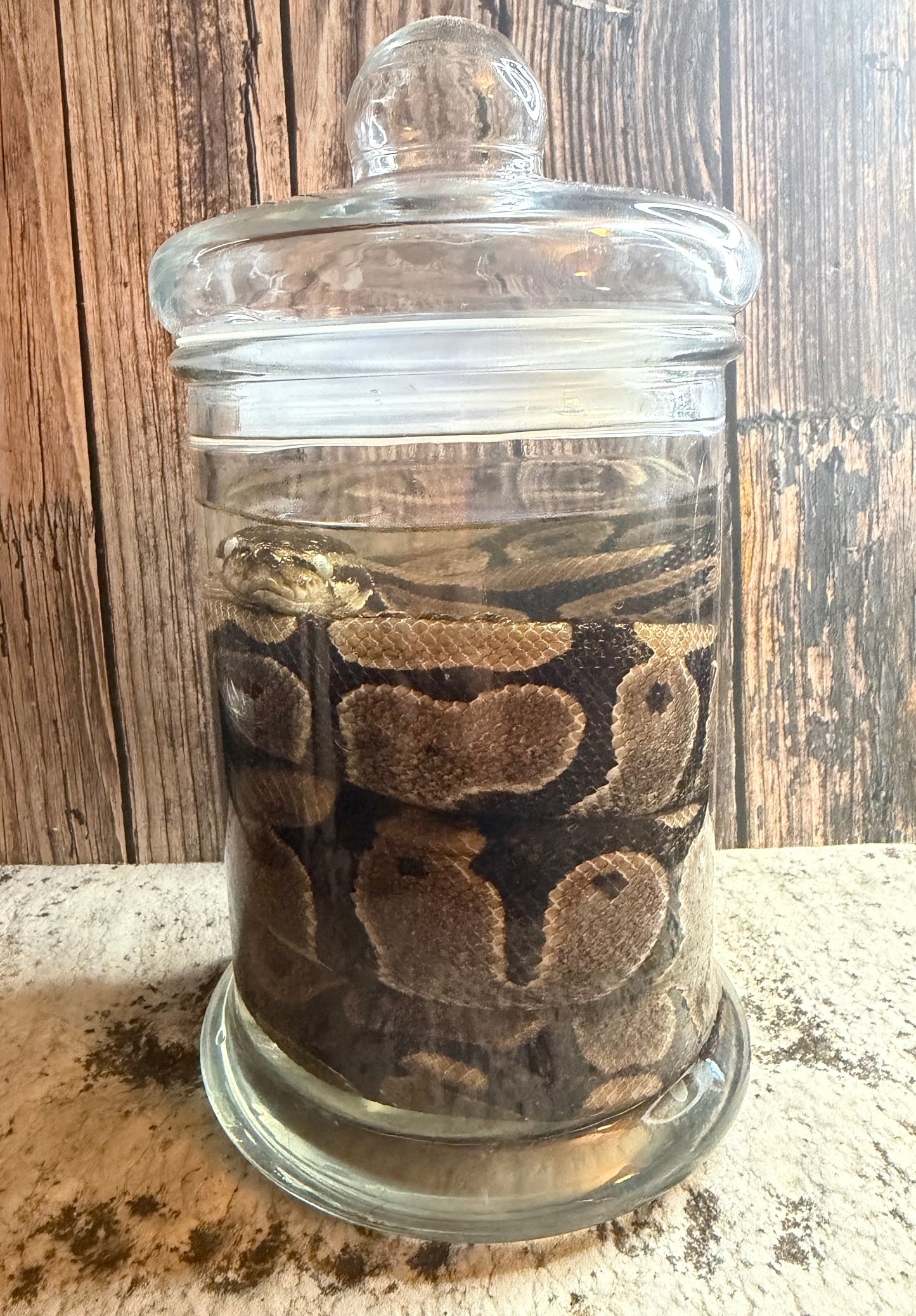 Normal Adult Ball Python Wet Specimen