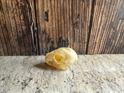 Tiny Rabbit Skull