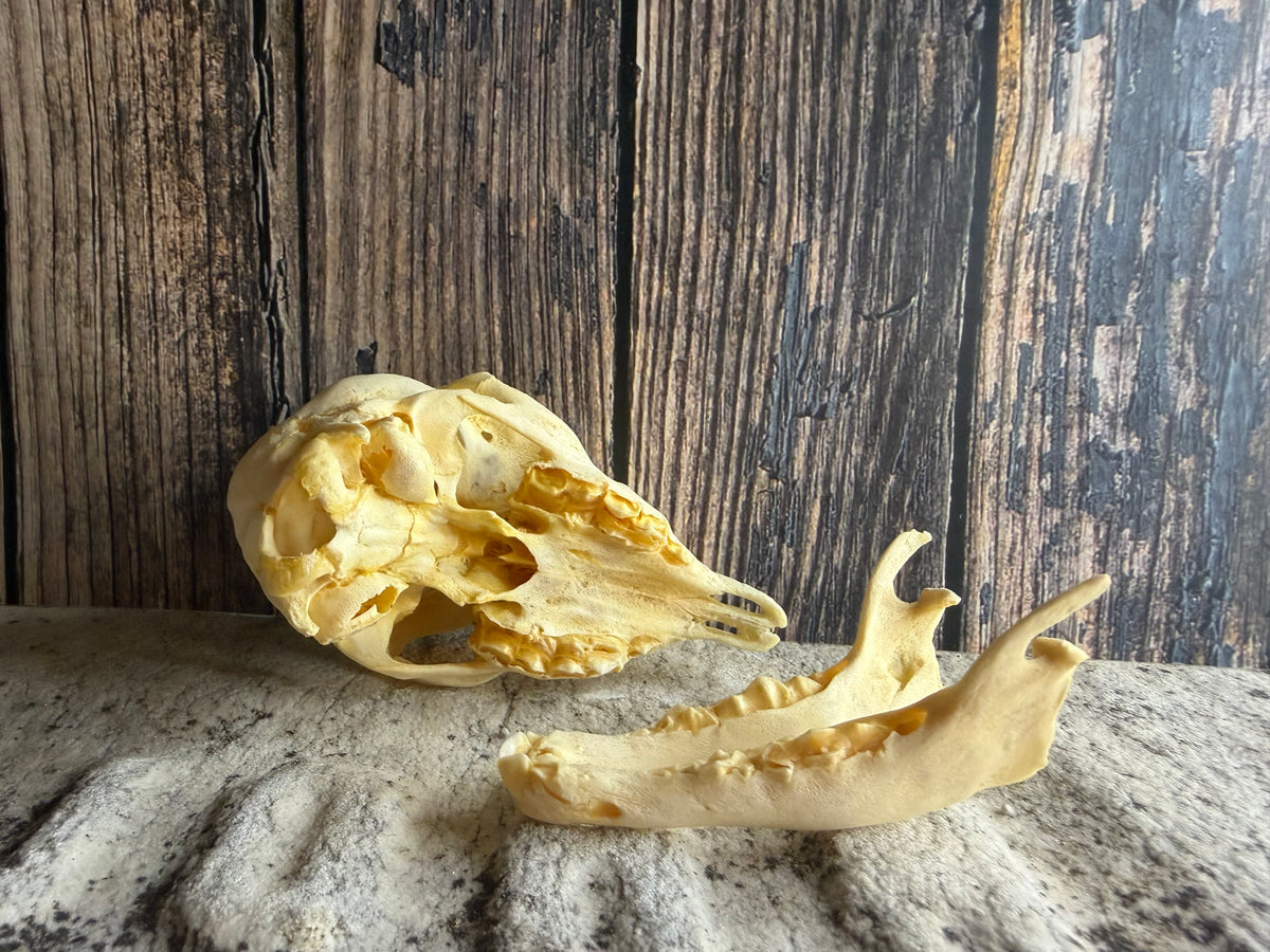 Juvenile Goat Skull
