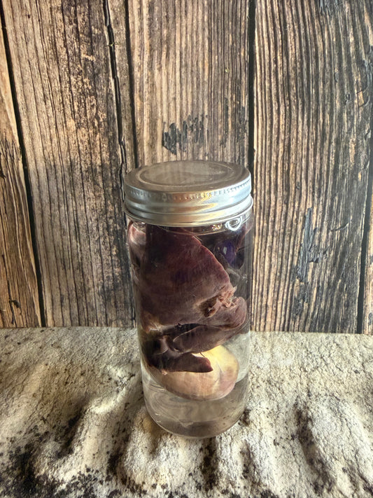 'Biblical Angel' Tom Cat Heart And Lungs Wet Specimen