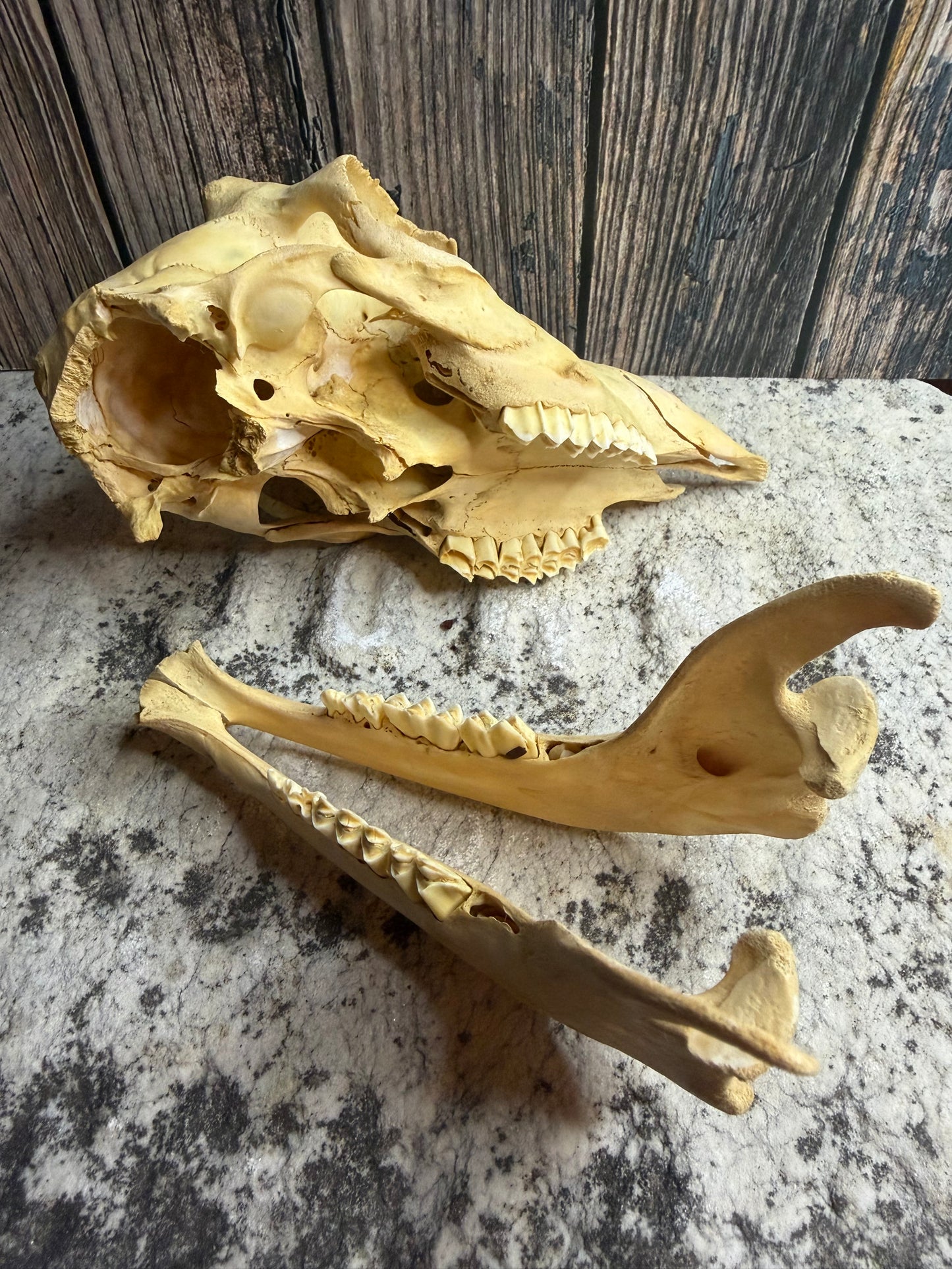 Craft Grade Juvenile Goat Skull