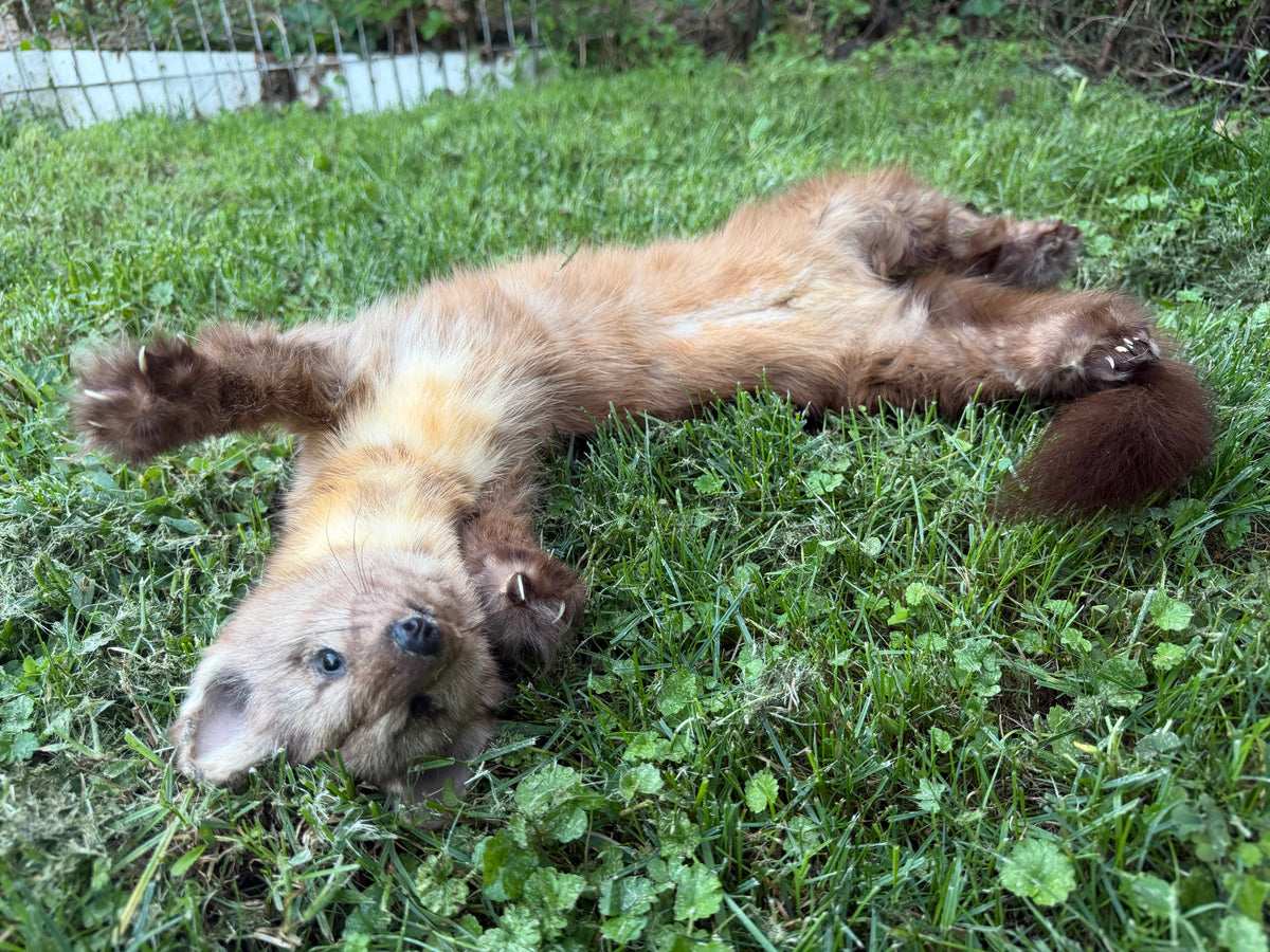 Pine Marten Soft Mount